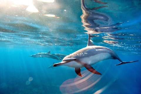 Entdecke Mauritius: Delphinbeobachtung, Schnorcheln, BBQ Mittagessen