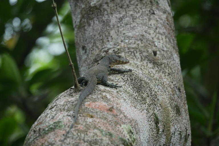 Khaolak: Little Amazon and Wat Khongkha Phimuk (Half Day)