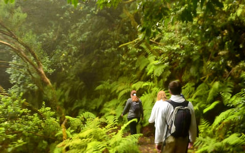 Walkers beneath twisted laurel branches on a shaded forest path