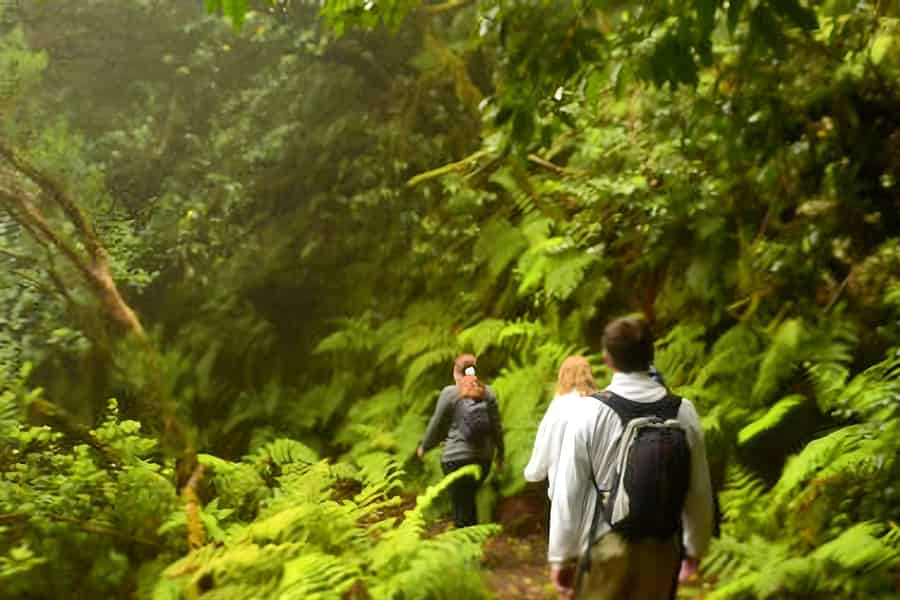 Teneriffa: Geführte Wanderung im Anaga Rural Park. Foto: GetYourGuide Teneriffa: Geführte Wanderung im Anaga Rural Park. Foto: GetYourGuide