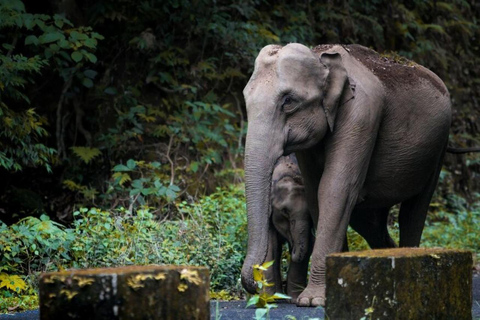 Bangalore: safari a Nagarhole e tour del monastero di NamdrolingBangalore: Safari a Nagarhole e tour del monastero di Namdroling