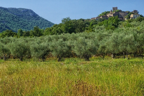 Majorque : visite viticole du centre de l'île