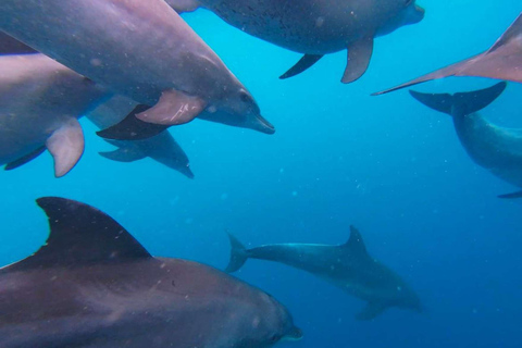 زنجبار: جولة كاياك بيئية في غابات المانغروف