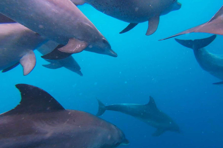 زنجبار: جولة كاياك بيئية في غابات المانغروف