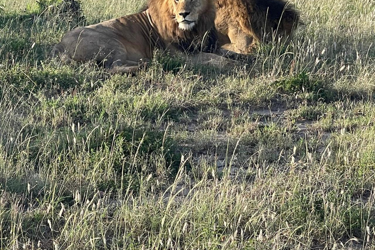 From Nairobi: Private 3-Day Masai Mara Big Five Game Drive