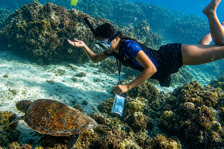 Cebu: Swim with Gentle Giants, Twin Falls & Sardine Run
