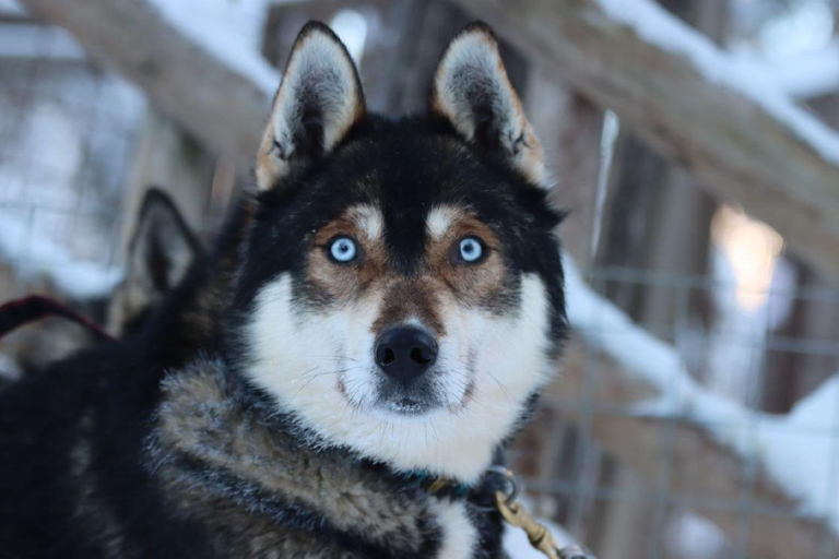 Rovaniemi: Small-Group Self-Drive Husky Experience