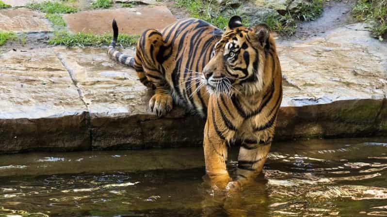 Bioparc Fuengirola: Ticket con menú incluido.