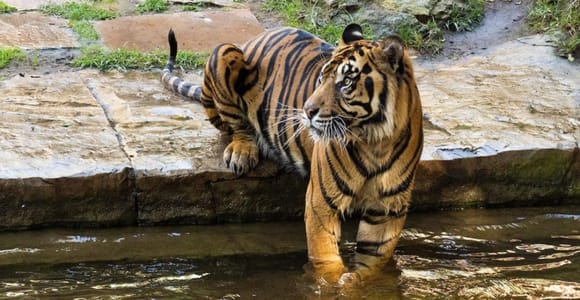 Bioparc Fuengirola: Ticket with menu included.