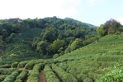 Hangzhou : Excursion d&#039;une journée au lac de l&#039;Ouest et à la plantation de thé