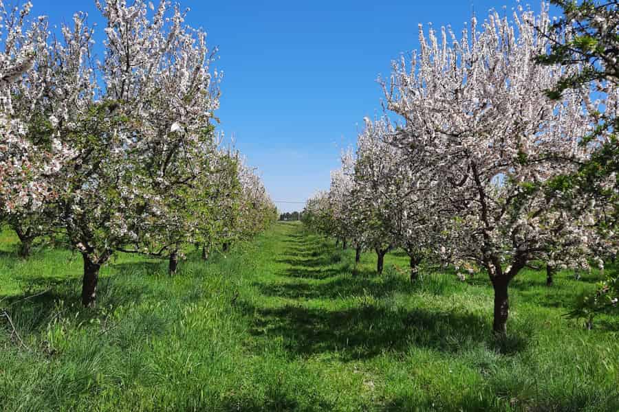 Mallorca: Mandelblüten-Tour im Minivan – DEUTSCHER GUIDE. Foto: GetYourGuide