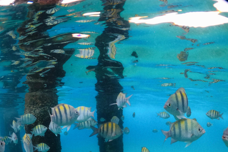 San Juan : Aventure de plongée en apnée avec les tortues avec vidéos gratuites