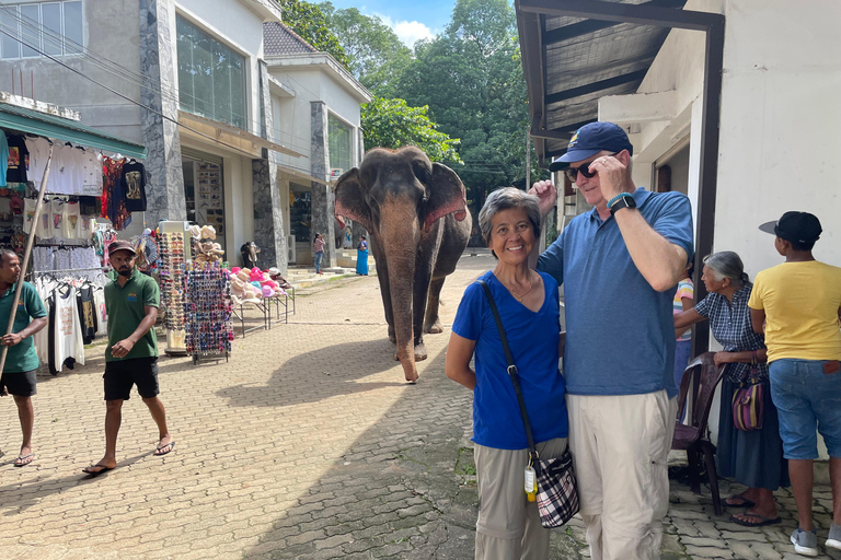 Kandy Pinnawala dagstur från Bentota