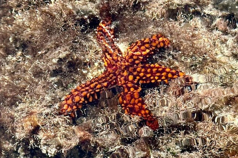 Key West Area: Guided Clear Kayak Eco-Tour