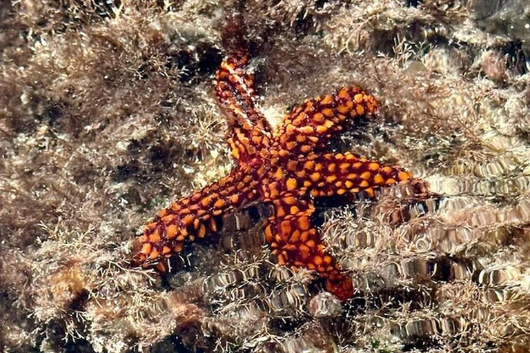 Key West Area: Guided Clear Kayak Eco-Tour