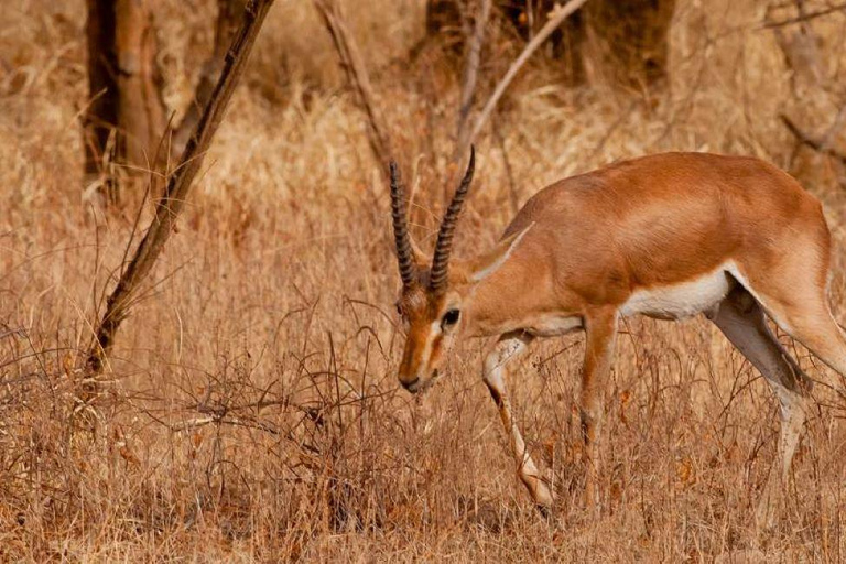 Złoty Trójkąt z wycieczką Ranthambore Wildlife Tour (06 dni)06 dni GT Ranthambore Tour, tylko prywatny samochód i przewodnik