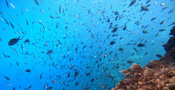 Makarska: Nugal Bay Scuba Diving Tour with Snorkeling