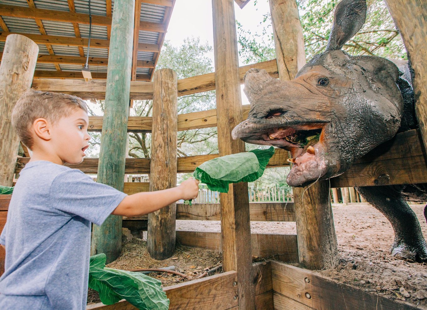 Tampa: Adgangsbillet til ZooTampa i Lowry Park