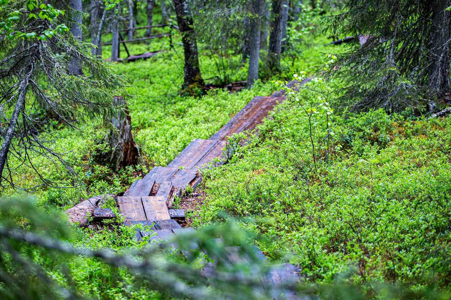 Rovaniemi: Korouoma Canyon and Auttiköngäs Falls Tour