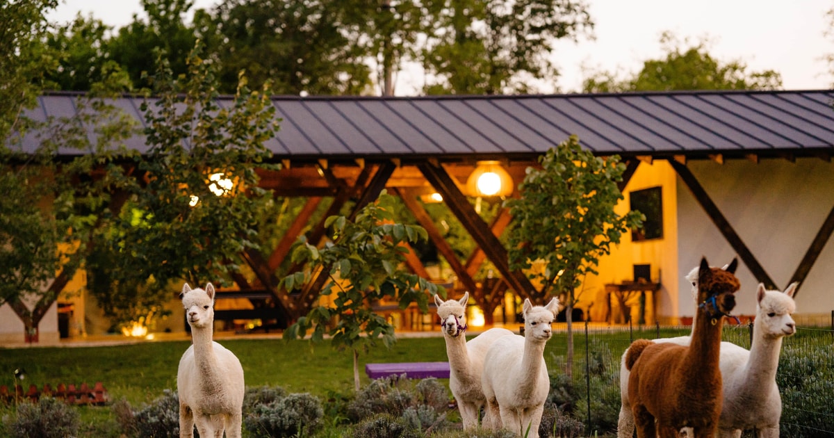 Picture of Branesti: Alpaca Activities at the The Tribe Alpaca Retreat | GetYourGuide