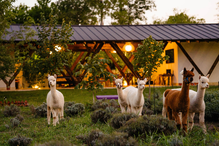 Branesti: Actividades con alpacas en el Retiro de la Tribu de las Alpacas