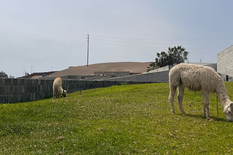 Lima: Private Tour of Barranco, La Herradura, and the Pachacámac Sanctuary