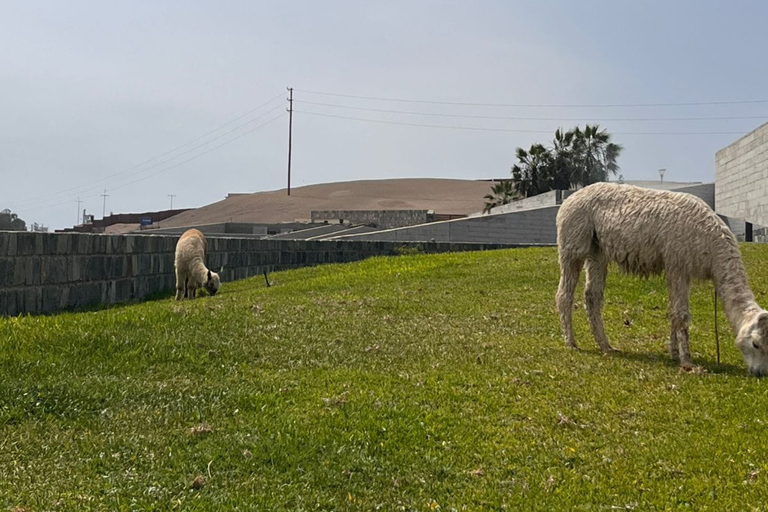 Lima: Private Tour of Barranco, La Herradura, and the Pachacámac Sanctuary