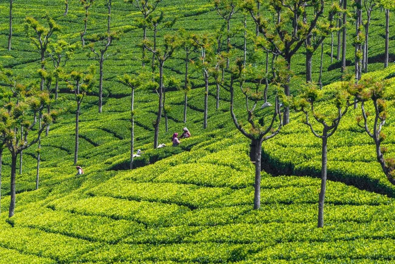 2-tägige Sightseeingtour durch Ooty und Coonoor