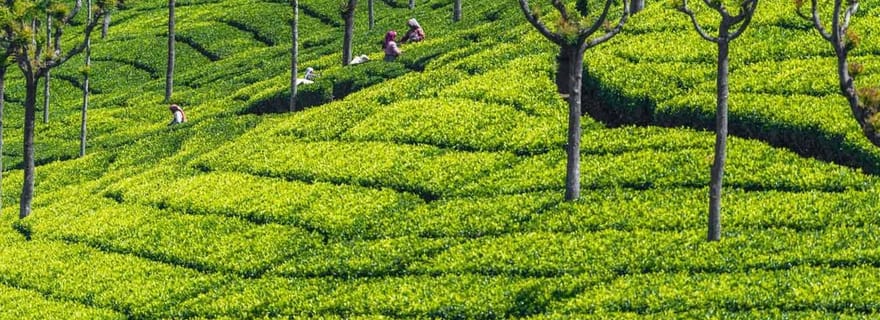 Visite touristique d'Ooty avec activités d'aventure 4 jours/3 nuits