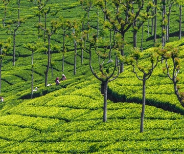 Excursão turística de 2 dias a Ooty e Coonoor