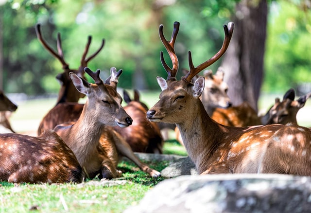 Osaka/Kyoto: Kyoto & Nara Private Sightseeing Tour