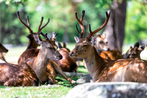 From Osaka:Kyoto&amp;Nara Private Tour (English Speaking Driver)