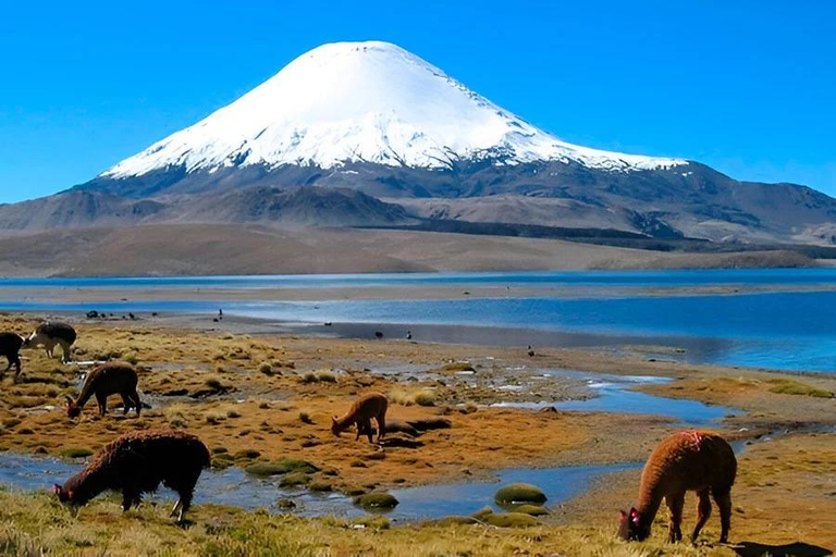 From Arequipa: Tour of the salt flats and Aguada Blanca