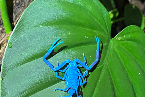 Manuel Antonio: Tour noturno com um guia de turismo naturalista.Tour noturno com um guia de turismo naturalista (transporte incluído)