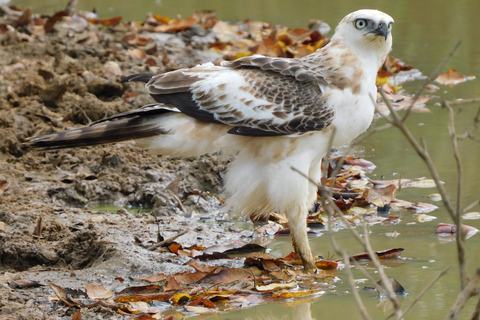 Yala & Bundala Both National Parks: One Day Safari Tour Pick up & Drop off: Yala/Tissa/Kataragama/Kirinda/Weerawila