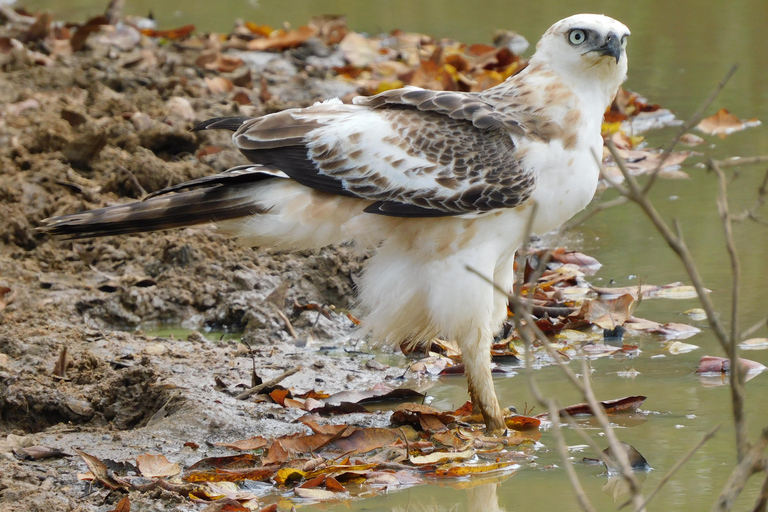 Yala & Bundala Both National Parks: One Day Safari Tour Pick up & Drop off: Yala/Tissa/Kataragama/Kirinda/Weerawila