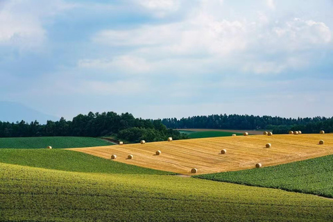 Furano & Biei Day Bus Tour | Farm Tomita + Shikisai-no-Oka Sapporo TV Tower Departure(With Lunch&Melon Buffet)