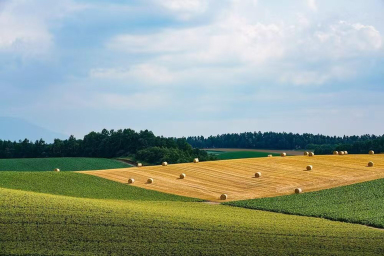 Furano & Biei Day Bus Tour | Farm Tomita + Shikisai-no-Oka Sapporo TV Tower Departure(With Lunch&Melon Buffet)