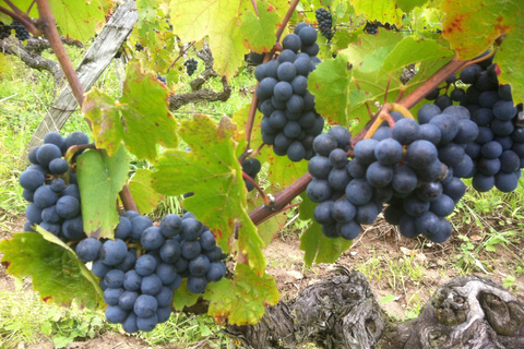 Amboise: Bike ride through the vineyards (wine guide, natural wine) Amboise: Bike getaway in the vineyards (wine guide, natural wine)