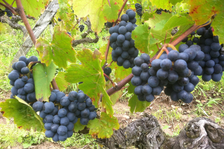 Amboise: Bike ride through the vineyards (wine guide, natural wine) Amboise: Bike getaway in the vineyards (wine guide, natural wine)