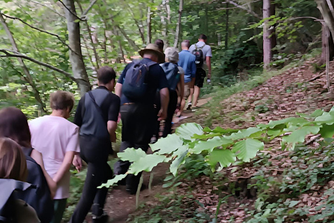 Brașov: 4-Hour Bear Watching Tour in Carpathian Mountains