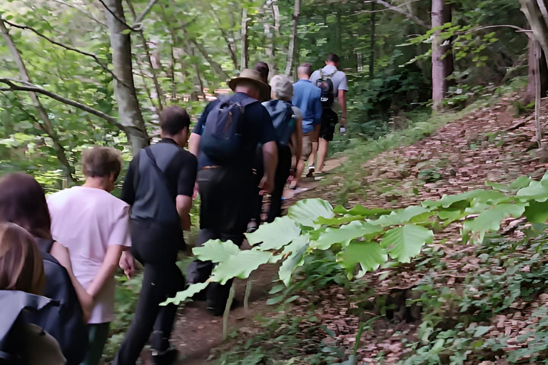 Brașov: 4-Hour Bear Watching Tour in Carpathian Mountains