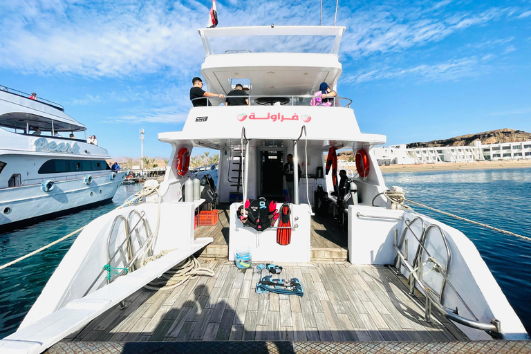 Sharm El Sheikh: Private Boat Trip Snorkeling & Diving