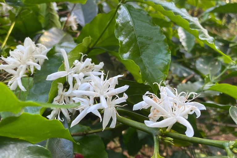 Boquete, Panama : visite interactive du café de spécialité