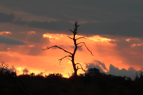 Mid-High end 5 Day all-inclusive Kruger & Pano Tour from JHB