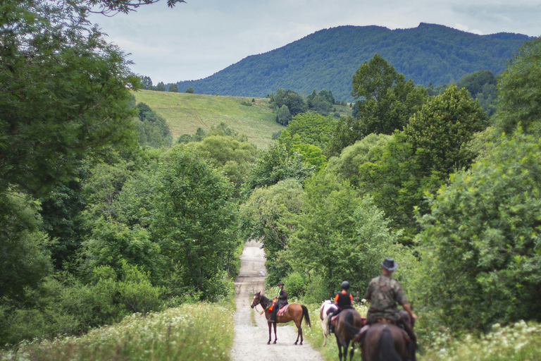 Auckland: 1-Hour Scenic Horseback Riding Adventure