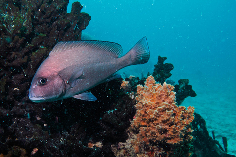 Zanzíbar: tour por la isla de Tumbatu con esnórquel y almuerzo
