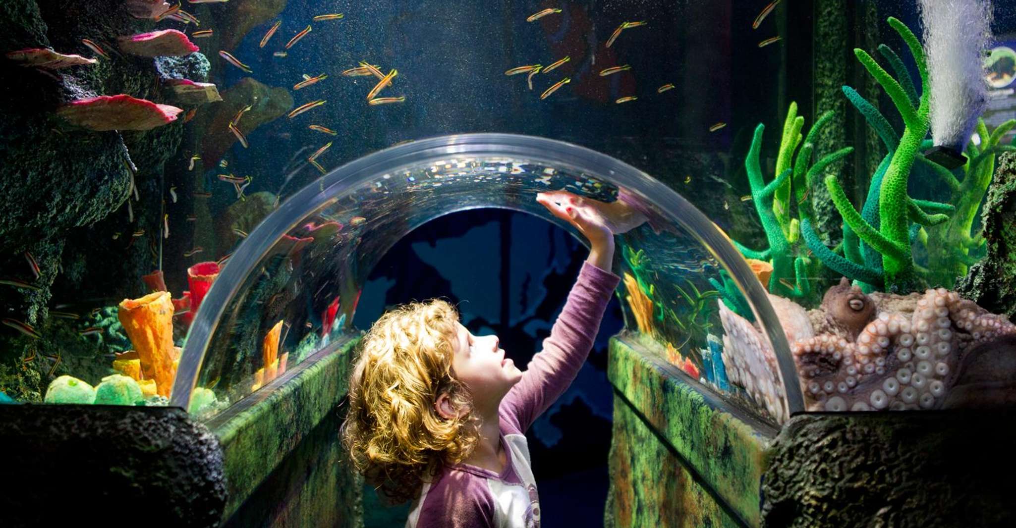 Melbourne: SEA LIFE Aquarium Entrance Ticket photo 7