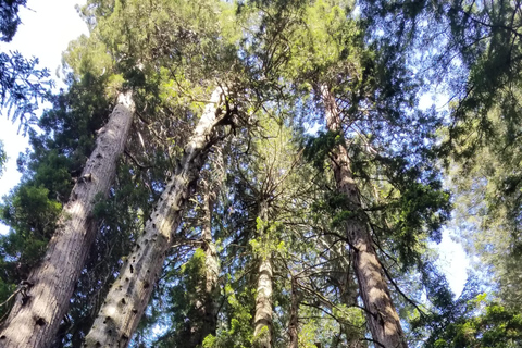 San Francisco: Muir Woods und Sausalito Eintrittsgeld inbegriffen