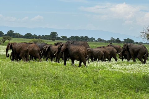 EXCURSION DE 1 JOURNÉE AU PARC NATIONAL D&#039;AMBOSELI.